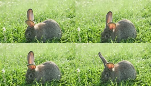 灰色的兔子在绿色的草地上，美丽可爱的兔子在绿色的夏季草地上。高清在线视频素材下载