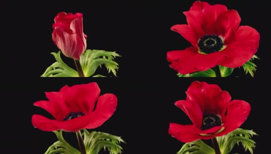 红色的海葵在黑色的背景下绽放，时间流逝高清在线视频素材下载