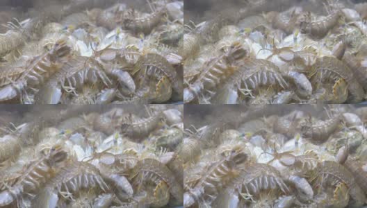 螳螂虾在水产市场的鱼缸里游泳高清在线视频素材下载