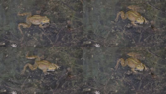 在池塘里交配的青蛙高清在线视频素材下载