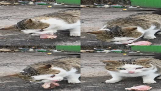 饥饿的流浪猫吃在城市街道的垃圾堆里找到的饲料或肉。高清在线视频素材下载