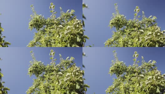 蓝天背景上的苹果树枝。春天美丽的果园。高清在线视频素材下载