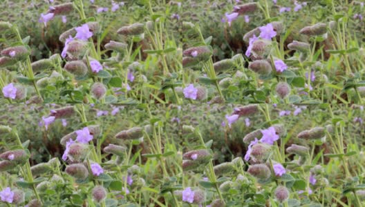 这是一幅近距离观察“紫色石南花”的照片，它每12年在季风期间在曼达尔帕蒂山开一次花Coorg,卡纳塔克邦,印度。高清在线视频素材下载