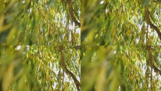 实时4k视频镜头美丽迷人的柔和阳光通过绿色和黄色的柳树叶子外面。近景树枝在前景和模糊的散景树枝在背景高清在线视频素材下载