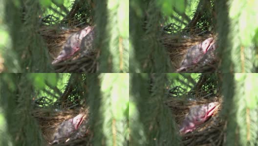 雏鸟在鸟巢里啼叫以4k慢镜头60帧每秒拍摄高清在线视频素材下载