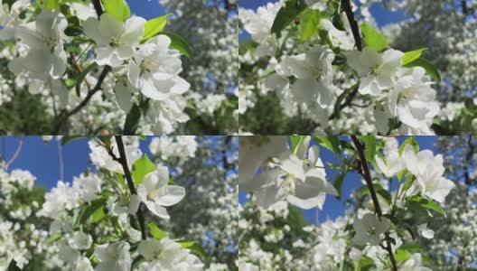 春天阳光明媚的日子里，白花花的苹果树映衬着天空。春天的新鲜。噪音，选择性聚焦，模糊高清在线视频素材下载