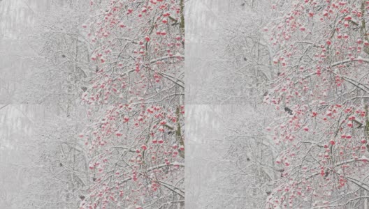 在大雪期间，白天很少有寒鸦吃花楸浆果高清在线视频素材下载