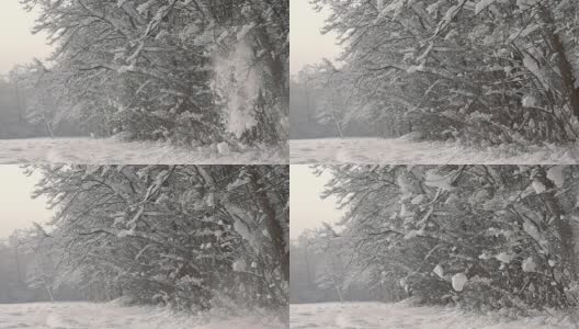 HD超级慢莫:雪掉树高清在线视频素材下载