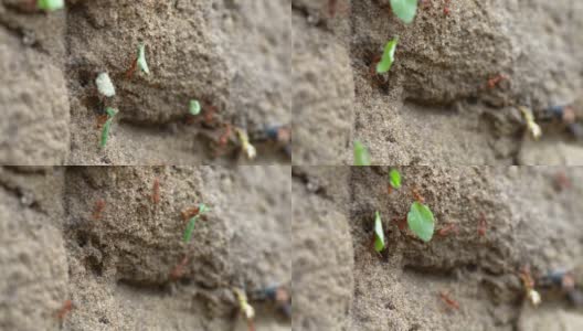 火蚁为巢搬运绿叶高清在线视频素材下载