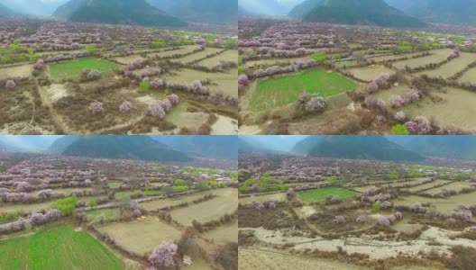 西藏林芝的桃花高清在线视频素材下载