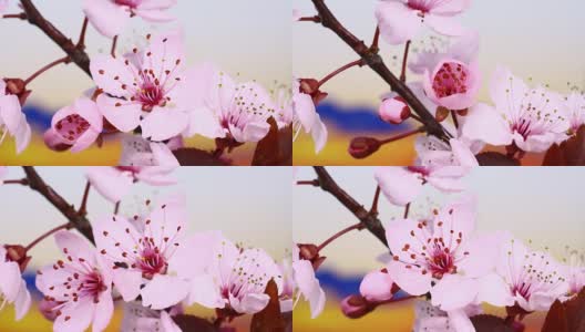 粉红色的樱花盛开4K高清在线视频素材下载