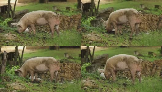 猪在绿色草地上吃根高清在线视频素材下载