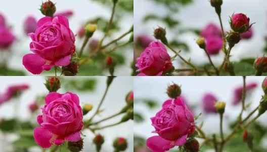 露珠中的粉红玫瑰特写。高清在线视频素材下载