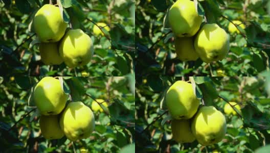 花园里树上成熟多汁的梨高清在线视频素材下载