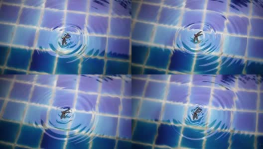 SLO MO -翼白蚁粘在水面上高清在线视频素材下载