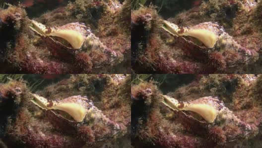 癌症隐者在加拉帕戈斯群岛海床下的海贝中。高清在线视频素材下载