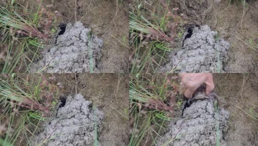 螃蟹猎手捕捉泥蟹进入稻田土壤的特写高清在线视频素材下载