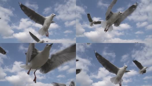 海鸥在慢镜头中飞翔。哈特劳布海鸥，开普敦，南非高清在线视频素材下载
