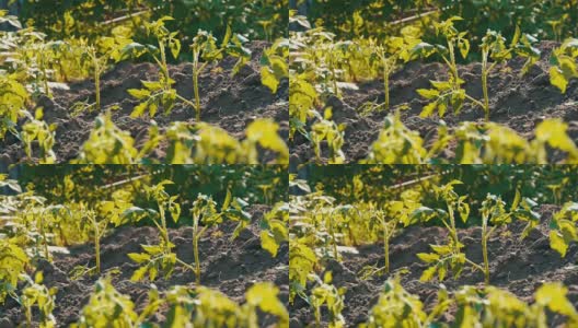 年轻的绿色番茄只种植在地上和在花园里高清在线视频素材下载
