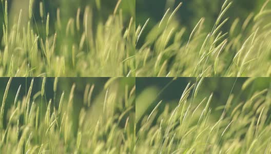 模糊的草地与绿色的田野和山的背景，HDR拍摄高清在线视频素材下载