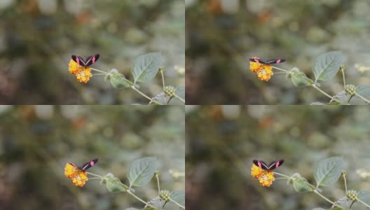 红色邮差蝴蝶，太阳花，传粉的黄花高清在线视频素材下载