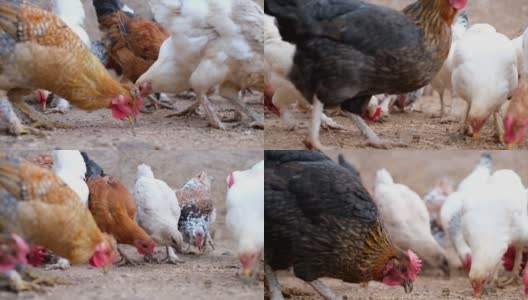 农场里的鸡高清在线视频素材下载