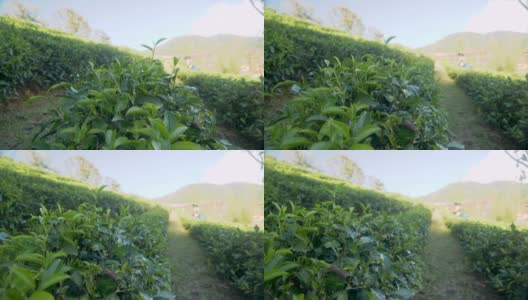 近距离拍摄的亚洲妇女农民采摘小绿茶在早上泰国美洪森高清在线视频素材下载