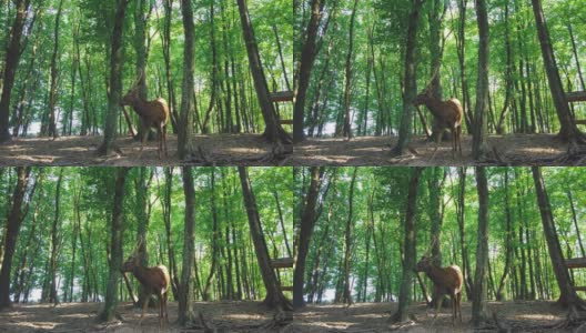 在森林中咀嚼的斑点轴鹿。年轻的赤特鹿在夏天的树林里高清在线视频素材下载