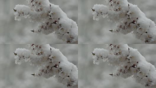 盛开的杏子的枝头被白雪覆盖。特写镜头高清在线视频素材下载