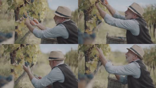 老人们从葡萄藤上剪红葡萄高清在线视频素材下载