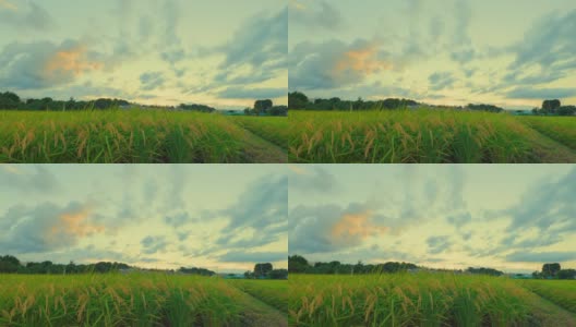 横滨郊区稻田里的水稻和黄昏的天空高清在线视频素材下载