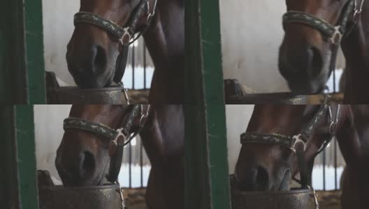 近距离观察在马厩里吃饲料的漂亮棕色马的嘴。看纯种马用鼻子闻食物。慢动作高清在线视频素材下载