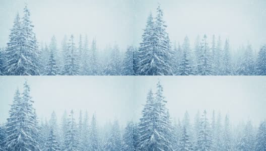树枝上美丽的蓬松的雪。雪花从云杉树枝上美丽地飘落下来。冬天的童话，树在雪中囚禁。冬天下雪的录像高清在线视频素材下载