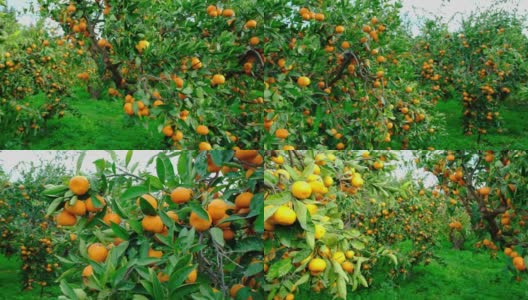 橘子树的花园。树枝上结黄色和橙色的柑橘果实。高清在线视频素材下载
