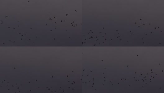 日落时分，一大群果蝠在飞翔高清在线视频素材下载