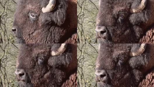 大野牛的头近，冬被毛，野牛高清在线视频素材下载