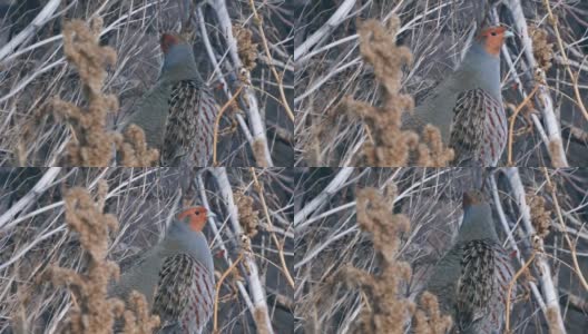 鸟-灰鹧鸪，栖息在一块解冻的干草地上。高清在线视频素材下载