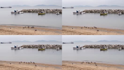 伊斯坦布尔苏阿迪耶海滩上，乌鸦在沙滩上搜寻食物高清在线视频素材下载