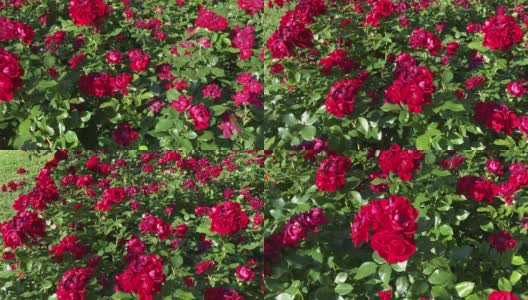 夏天的玫瑰花园高清在线视频素材下载