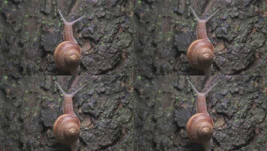 大葡萄蜗牛慢慢地爬到树上高清在线视频素材下载
