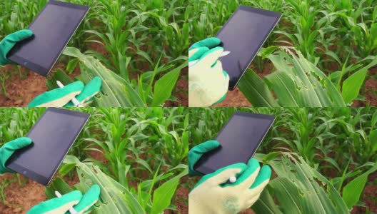 农夫的手触摸着田里的玉米叶子高清在线视频素材下载