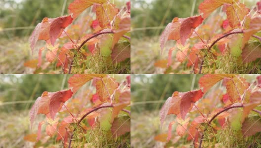红色的秋叶在风中摇曳。美丽的大自然高清在线视频素材下载