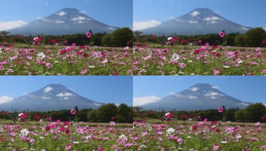 樱花盛开的富士山高清在线视频素材下载