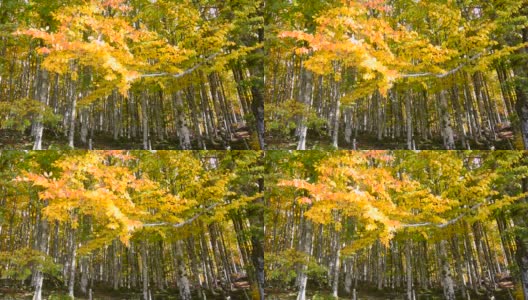 秋天从山上的森林开始高清在线视频素材下载