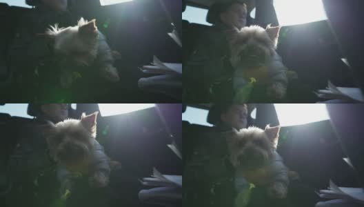 可爱的狗约克夏梗坐在睡觉的男孩的大腿上，在公路旅行。高清在线视频素材下载