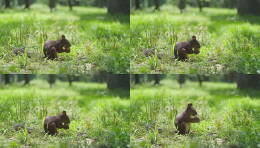 一只松鼠正坐在森林里的绿草地上，试图打开一个核桃壳。高清在线视频素材下载