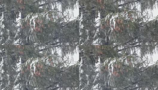 冬天的自然-松枝与雪在强风中摇曳。暴风雪里的大树。针叶和棕色球果。新年或圣诞节背景。高清在线视频素材下载