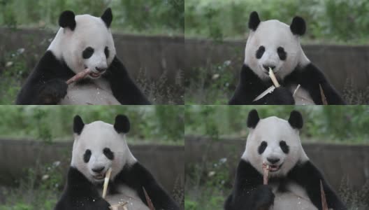 独特的动物大熊猫吃竹子。高清在线视频素材下载