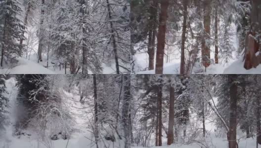 在特勒茨科湖岸边的特维内克(第三河)河上，在冬天大雪覆盖下的针叶林的步道上行走高清在线视频素材下载