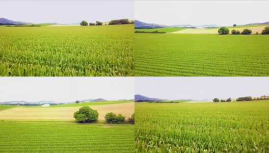 电影般的飞行在玉米田与美丽的背景高清在线视频素材下载